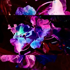 sunaïra - déjà vu -