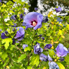 Steps to the Future (1)