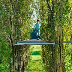 Выпуск 21 — Про деревья