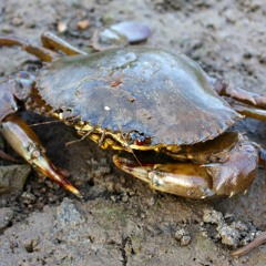 Mud Crab