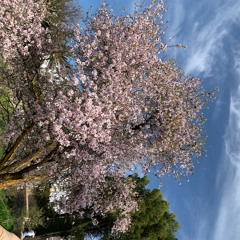 Lets Go To The Light