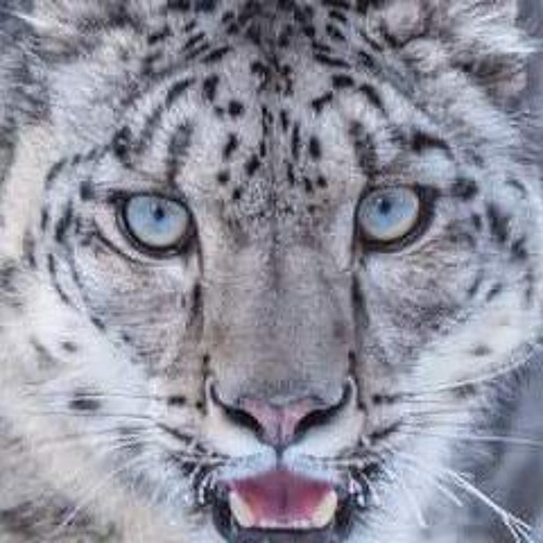 The Yartsa Gunbu III-New Gucci Purse.