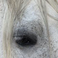 Change (In the House of Flies)