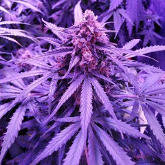 Purple Haze feat. Monya