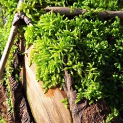 Green Dream