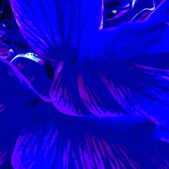 Dark Flower