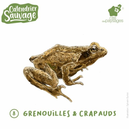 Audiofocus - Les grenouilles et crapauds