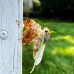 Molting [Prod By Pladdy]