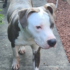 Jacz
