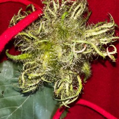 floresta