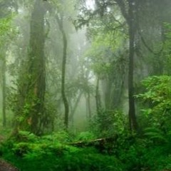 Nature's Melody - Rain and Winds