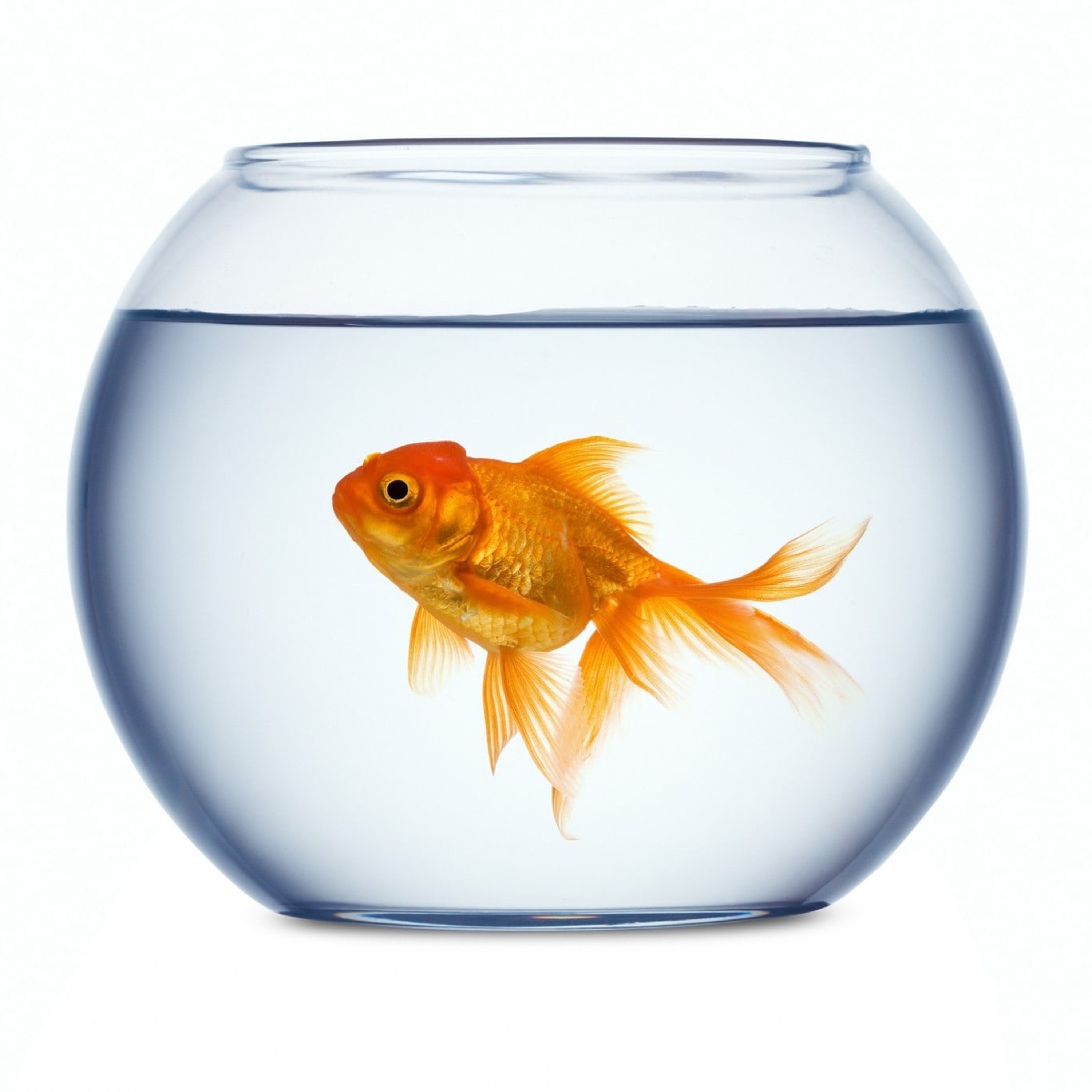 Episode 122: Fishbowl Texts — Genesis 32 episode artwork