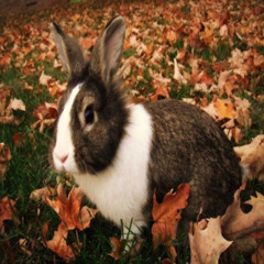 fall 2025 samples 2/2 (prod. luvvhate)