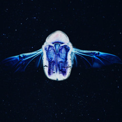 Starship Cetonia