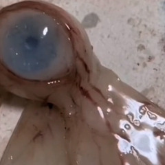 tanisko shest - cloxe my eyz #SHTWT