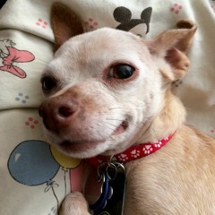 For Peanut (2 - 11 - 2021)