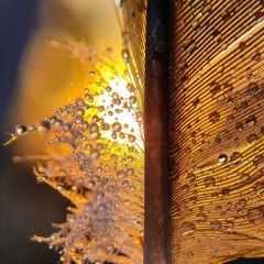 Feather landing on Lake Soft Feeling Attunement