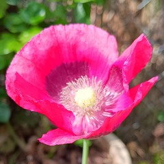 Wild Poppies
