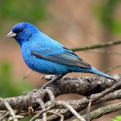 Indigo Bunting song over the lapping of the Hudson River - Tivoli, NY