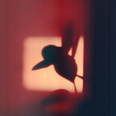 BCCO Premiere: Gwän & Alexander - Wake Up From The Dream
