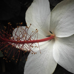 Hibiscus