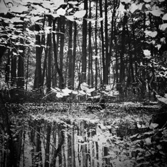 Into The Forbidden Forest