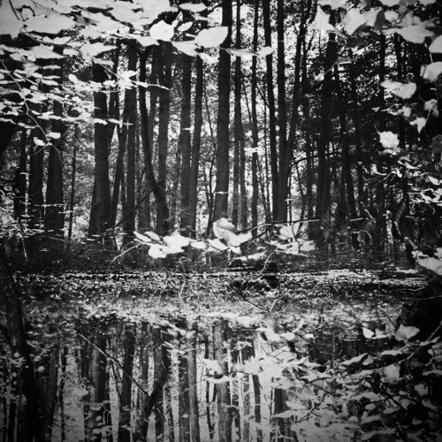 Into The Forbidden Forest