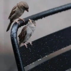 Sami Beigi - Tazegia [320].mp3