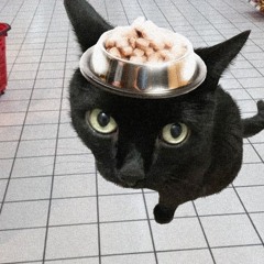 уличный кот