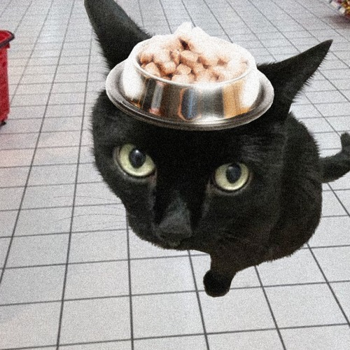 уличный кот