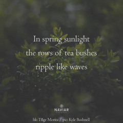 Tea Bushes Ripple - (naviarhaiku - 604)