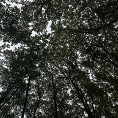 branchcødē