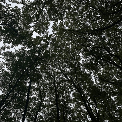 branchcødē