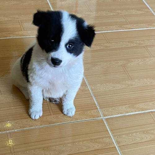 Bức Thư Cuối Gửi Anh - Bạch Khổng Tước aka Hoàng Mỹ An