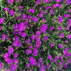 BIOPOESIS: Ultraviolet