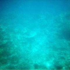 Estrellita de mar