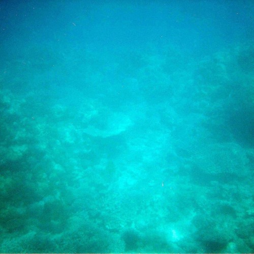 Estrellita de mar