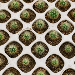 Peyote