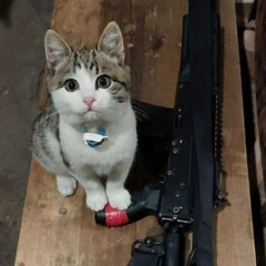 Колi suno v4 ( CBO )