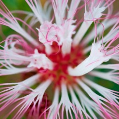 Sirinita Bobinsana