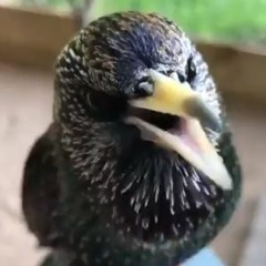 Vulture