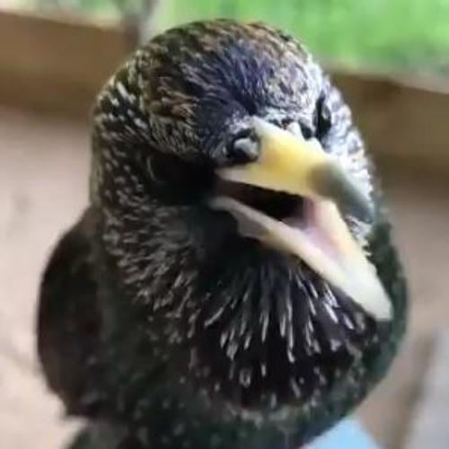 Vulture