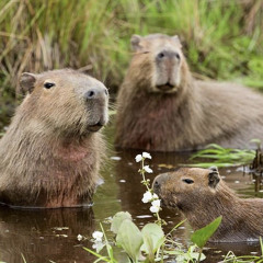Peaceful Like The Capybara - Demo