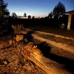 Quiet Evenings