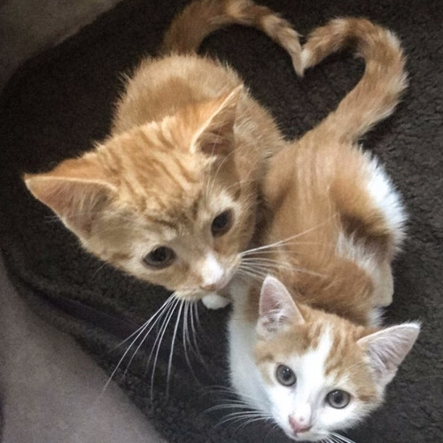 I see no point in living if i can’t be beautiful - fairies in our house