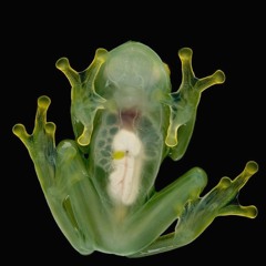 kiss the toad (stoicfaced)