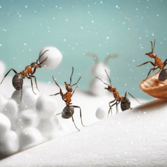 merry krismas (freak) ☃️❄️🐜🐜
