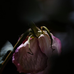 Stand By