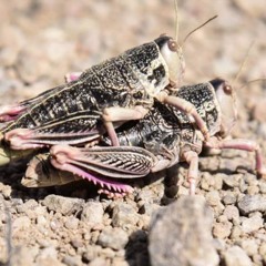Héctor Medina, especialista del Senasa, habla sobre tucuras sapo