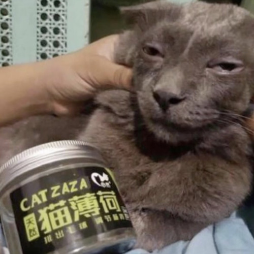 joe budden @luhspxzzz